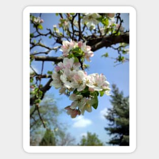 Apple blossoms on an old tree Sticker